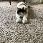 found cat in Toledo, Ohio