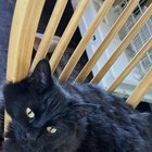 lost cat in Denver, Colorado