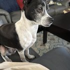 Lost Dog in El Paso, Texas — listing photo