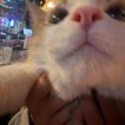 Lost Pet in St. Louis, Missouri — Hi all! We need help finding a cat that got loose