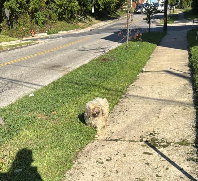 Found Dog in Baltimore, Maryland — Small white scruffy dog