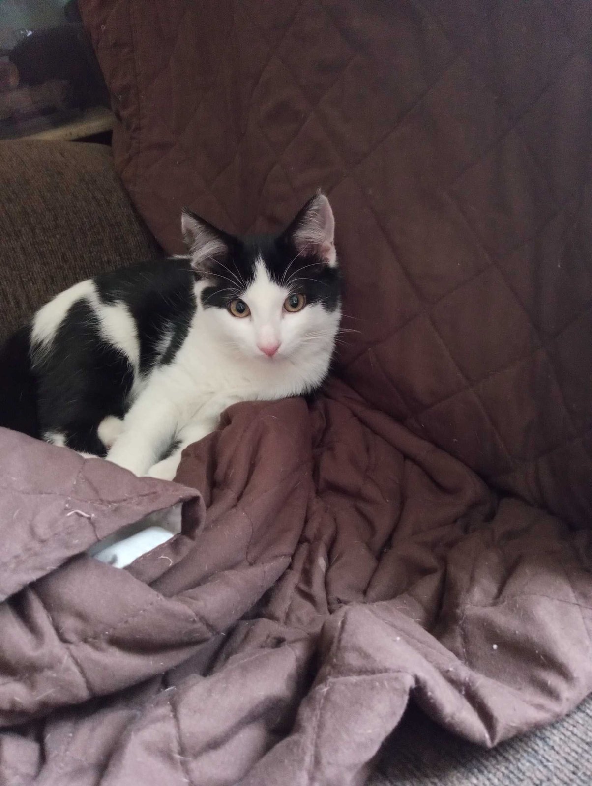 Lost Cat in Fort Collins, Colorado — listing photo