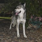 Lost Dog in Reno, Nevada — listing photo