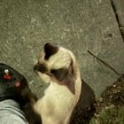 Lost Cat in Baltimore, Maryland — listing photo