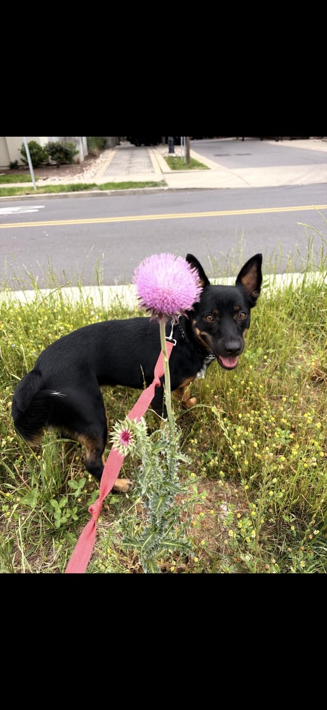 lost dog in Nashville, Tennessee