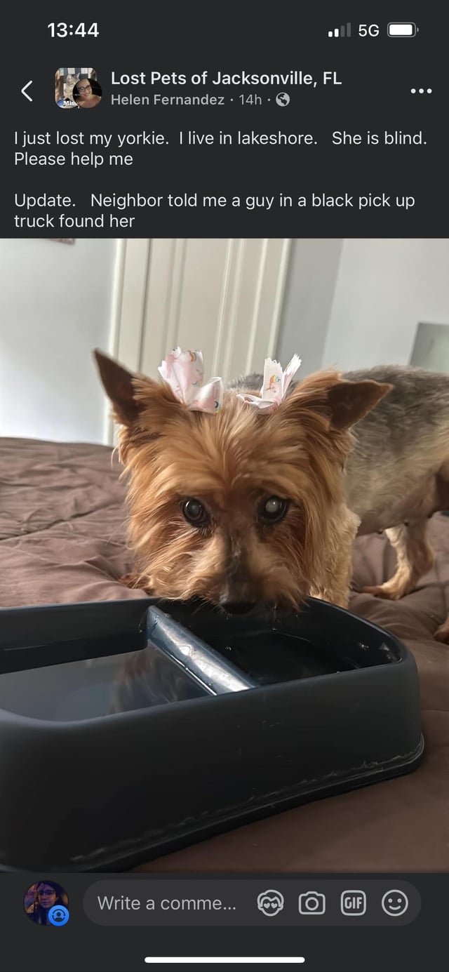 Lost Dog in K — listing photo