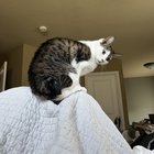 lost cat in K