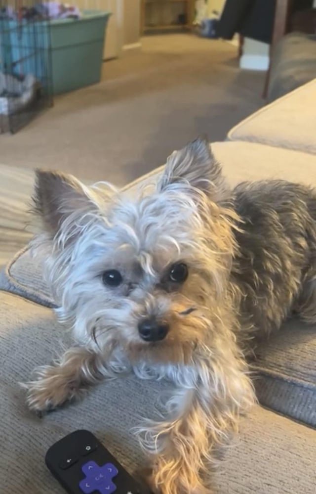 Lost Pet in Charlotte, North Carolina — listing photo