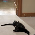lost pet in Columbus, Georgia