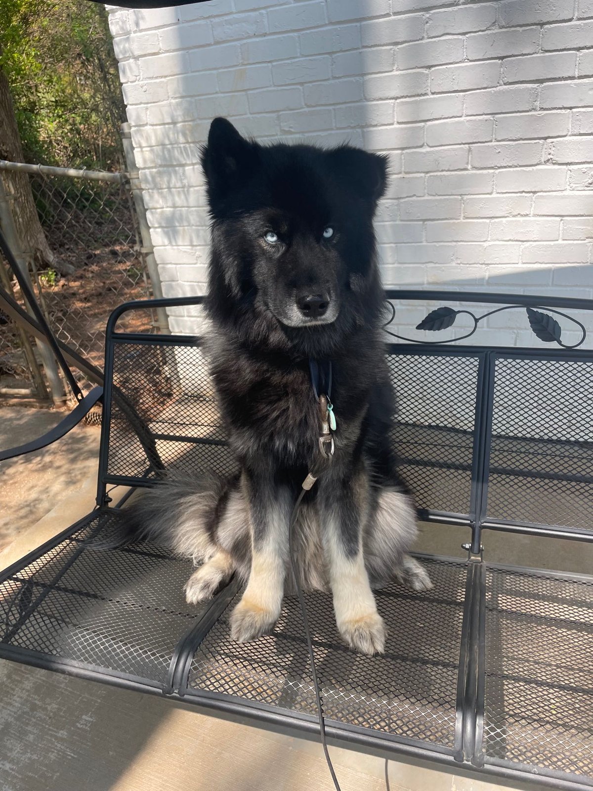 Lost Dog in Lawrenceville — listing photo