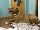 found dog in Des Moines, Iowa