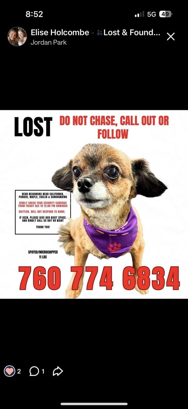 lost dog in San Francisco, California