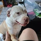 Found Dog in Oklahoma City, Oklahoma — Dog looking for a home/foster