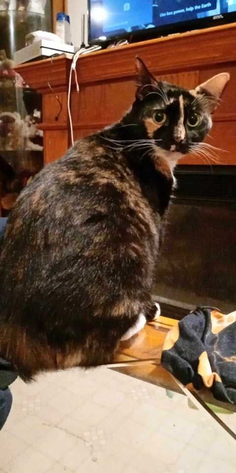 Lost Cat in Crystal River — listing photo