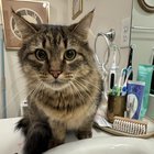 found cat in Sacramento, California