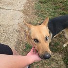found dog in Memphis, Tennessee