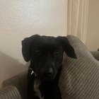 Lost Dog in San Diego, California — listing photo