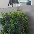 lost cat in Albuquerque, New Mexico