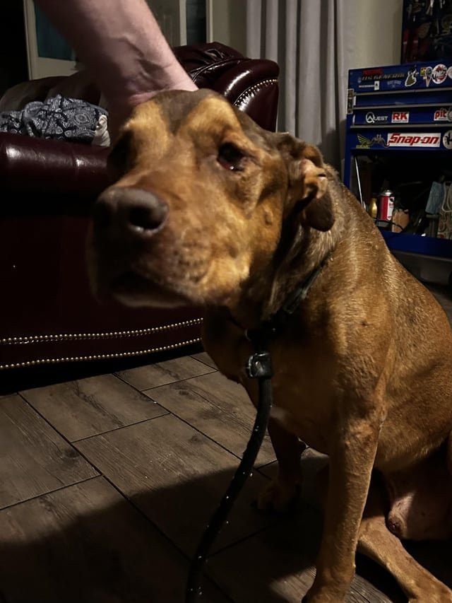 Lost Dog in Oklahoma City, Oklahoma — listing photo