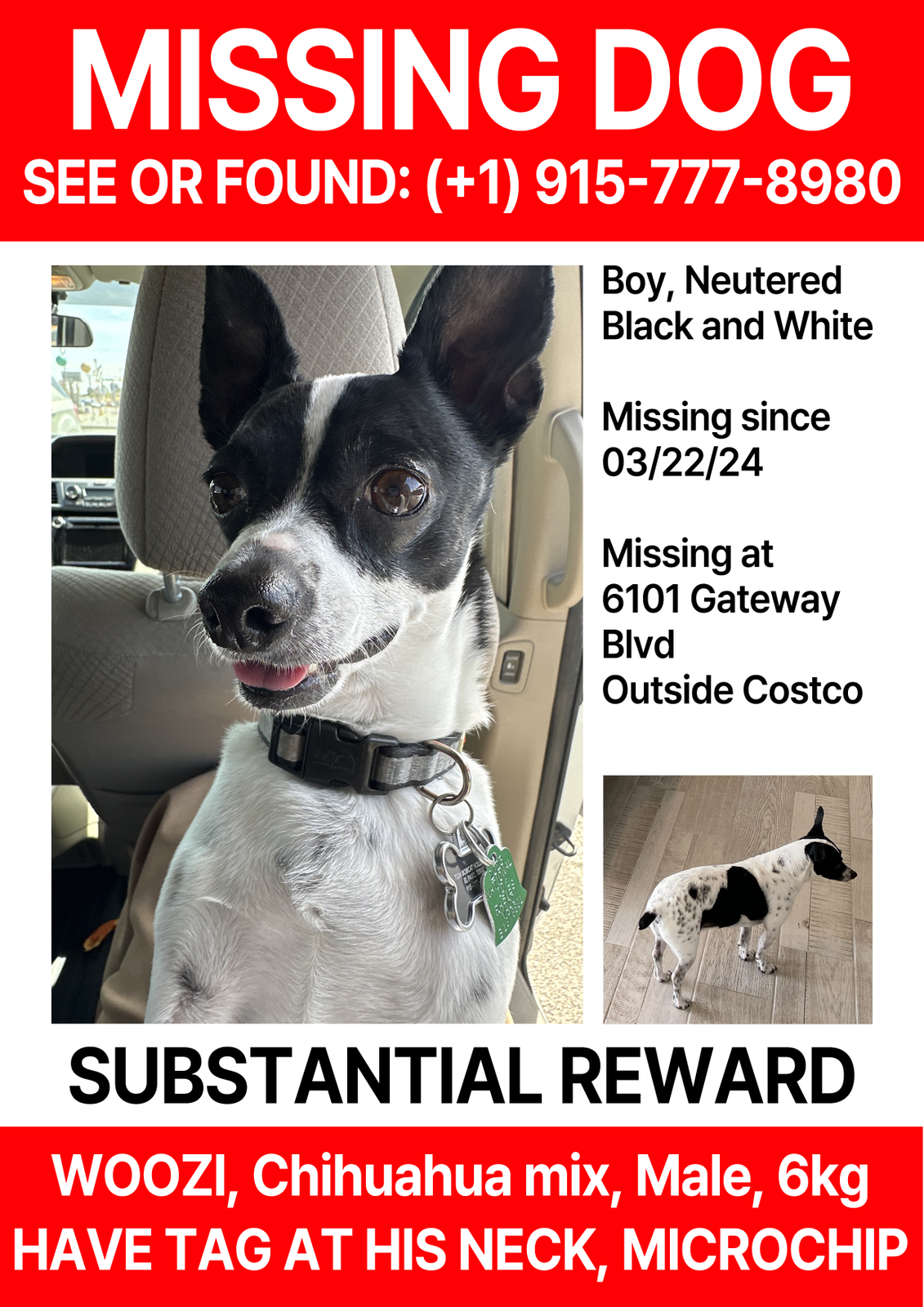 Lost Dog in El Paso, Texas — listing photo