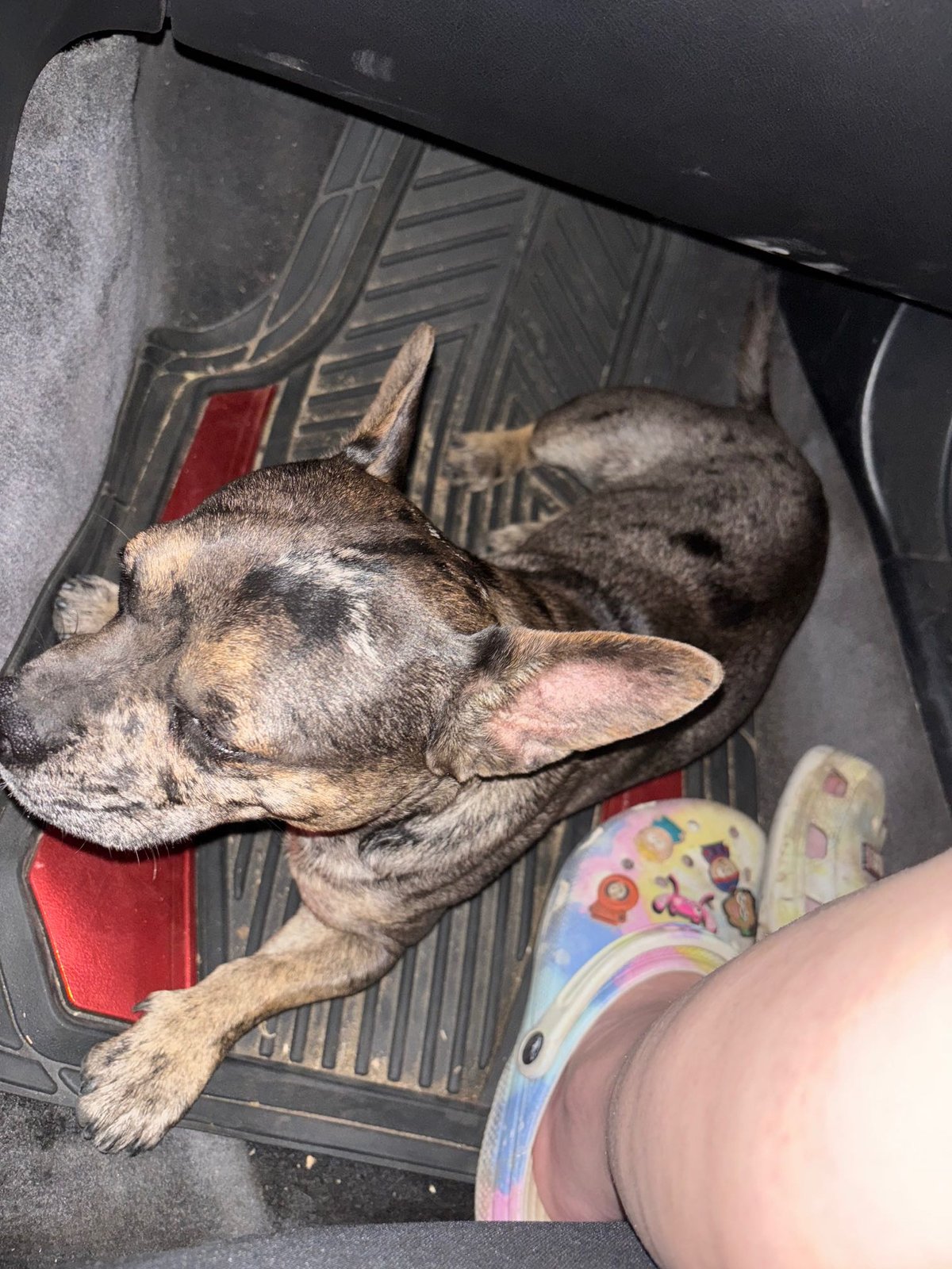 Found Dog in Bakersfield, California — listing photo