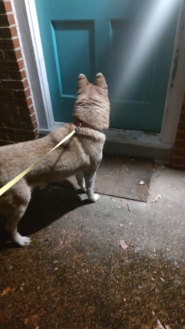 Lost Dog in Winston-Salem, North Carolina — listing photo