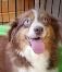 Lost Dog in Tucson, Arizona — listing photo