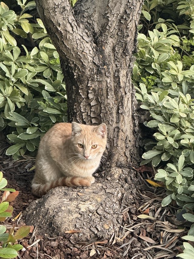 lost cat in San Francisco, California