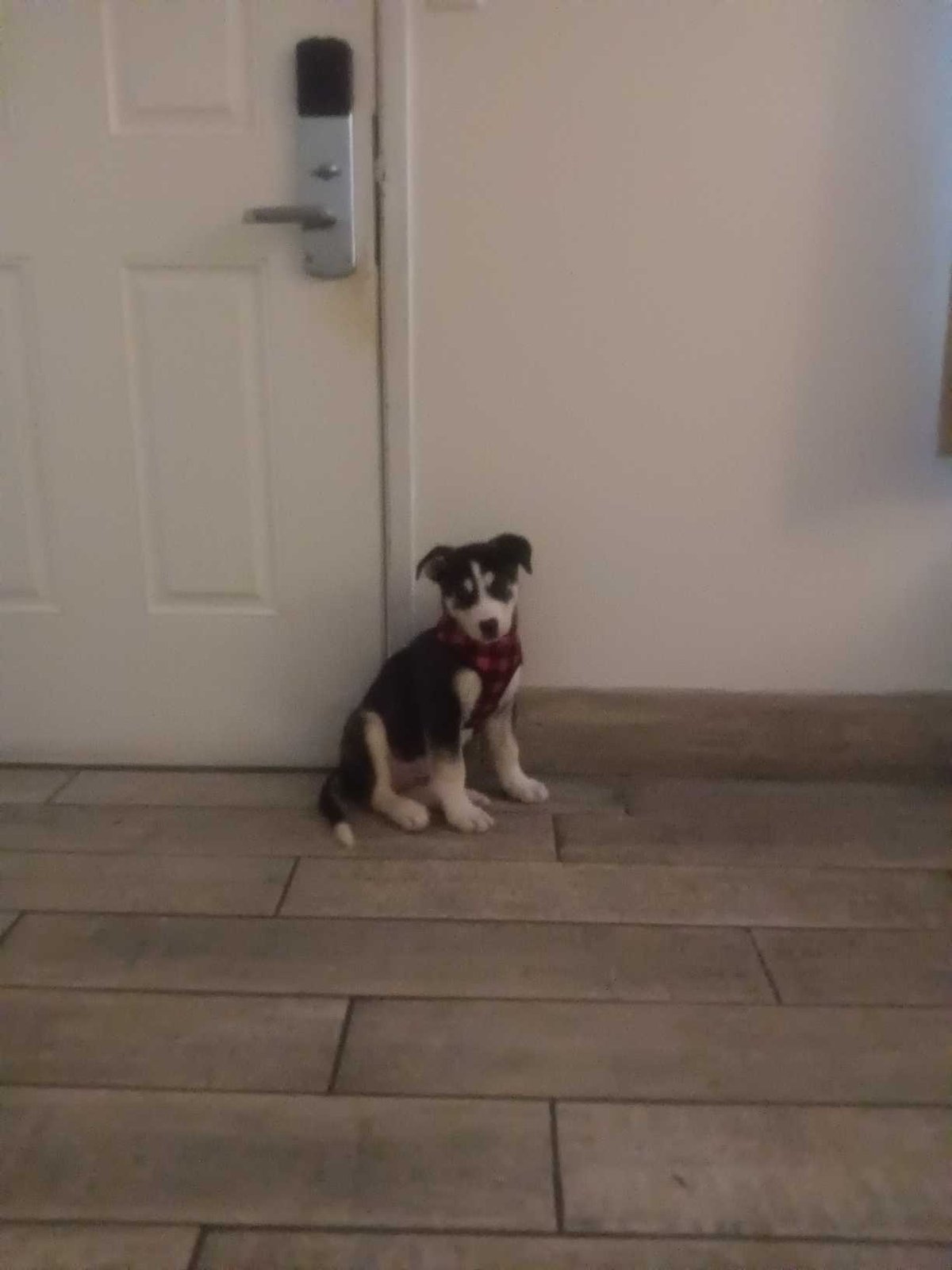 lost dog in Homosassa Springs, Florida