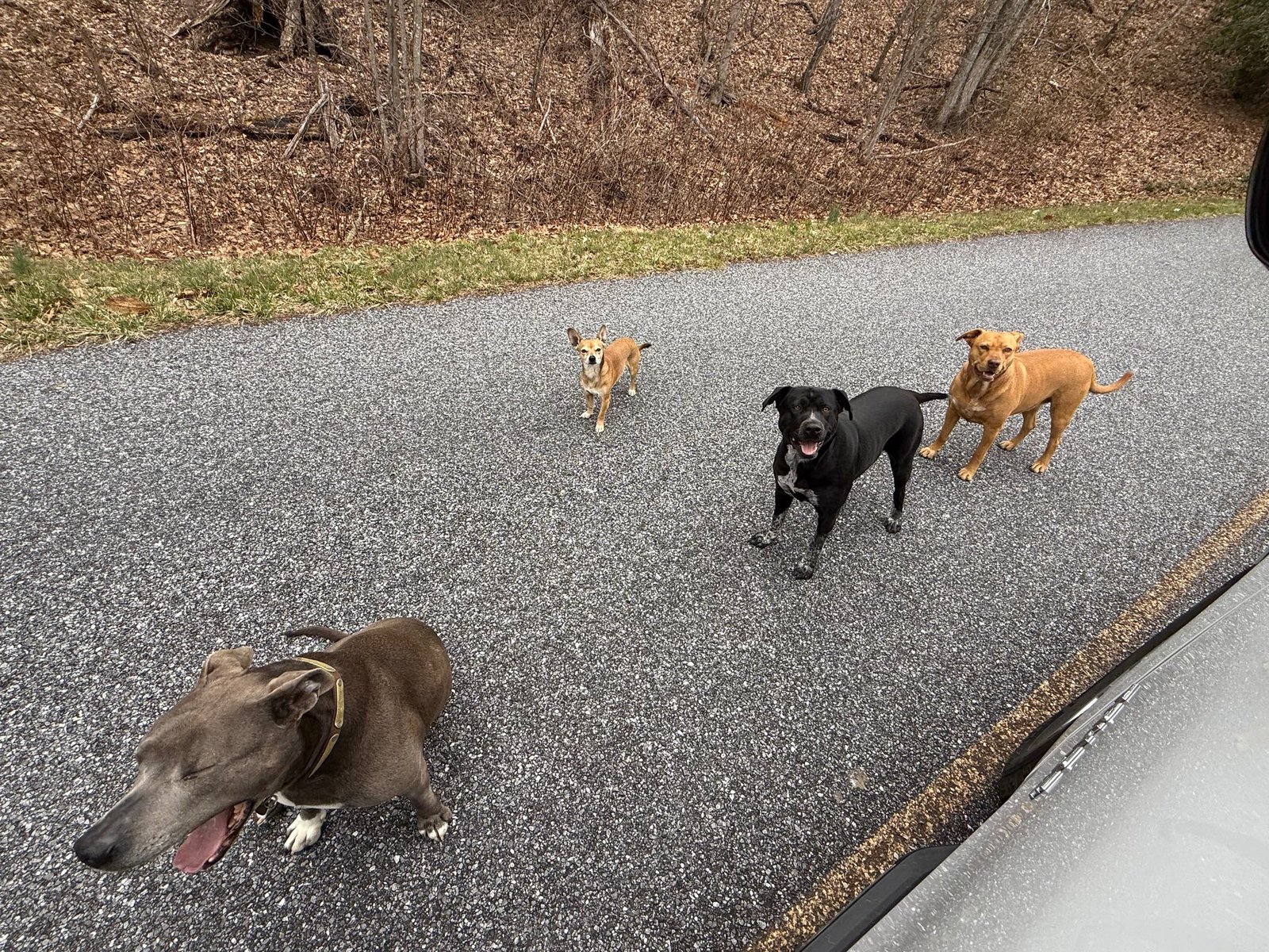 Found Dog in Soco Gap — listing photo