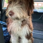 lost pet in Buffalo, New York