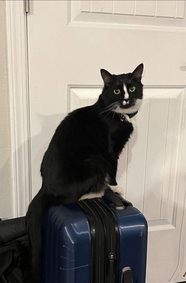 lost cat in Port Orchard, Washington