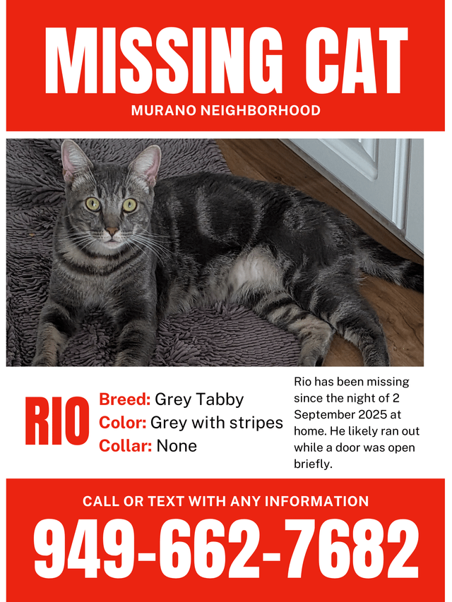 lost cat in Irvine, California