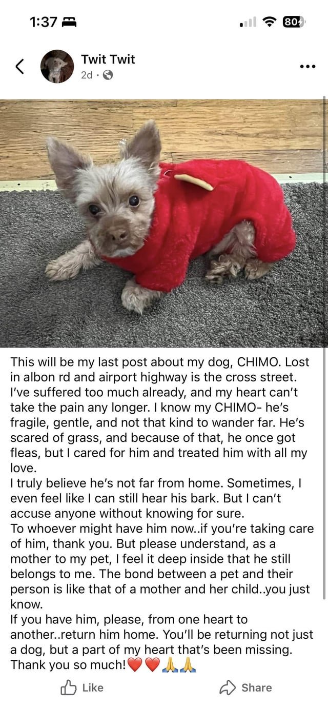 lost dog in Toledo, Ohio