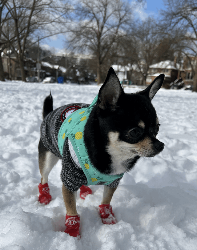Found Dog in Boston, Massachusetts — listing photo