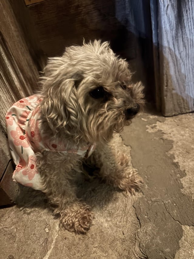 found dog in Kansas City, Missouri