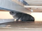 found cat in Sacramento, California