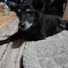 Lost Dog in San Antonio, Texas — listing photo