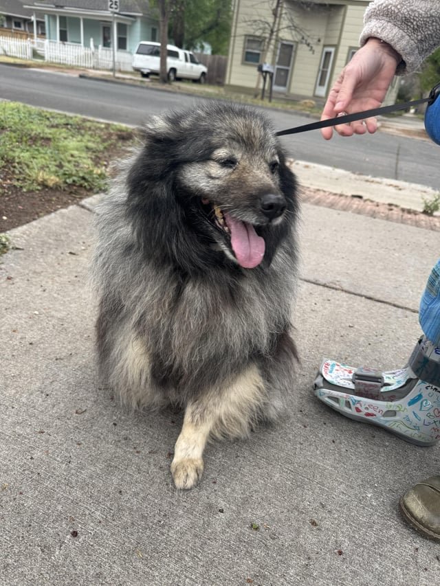 Found Dog in Colorado Springs, Colorado — listing photo