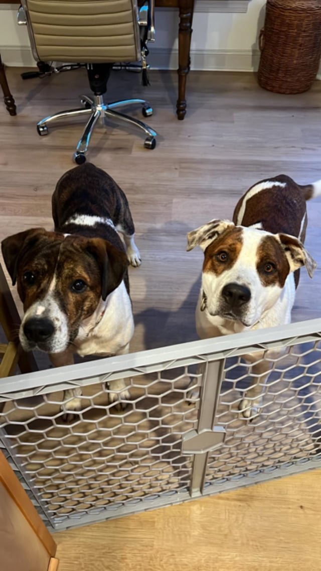 Found Dog in Winston-Salem, North Carolina — Adoptable Dogs