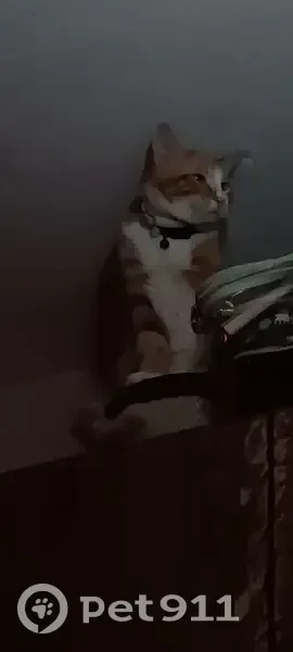 lost cat in Independence, Missouri