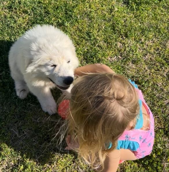 Lost Dog in Elgin, Illinois — listing photo