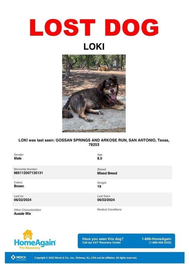 lost dog in Spring