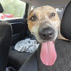 found pet in Orlando, Florida