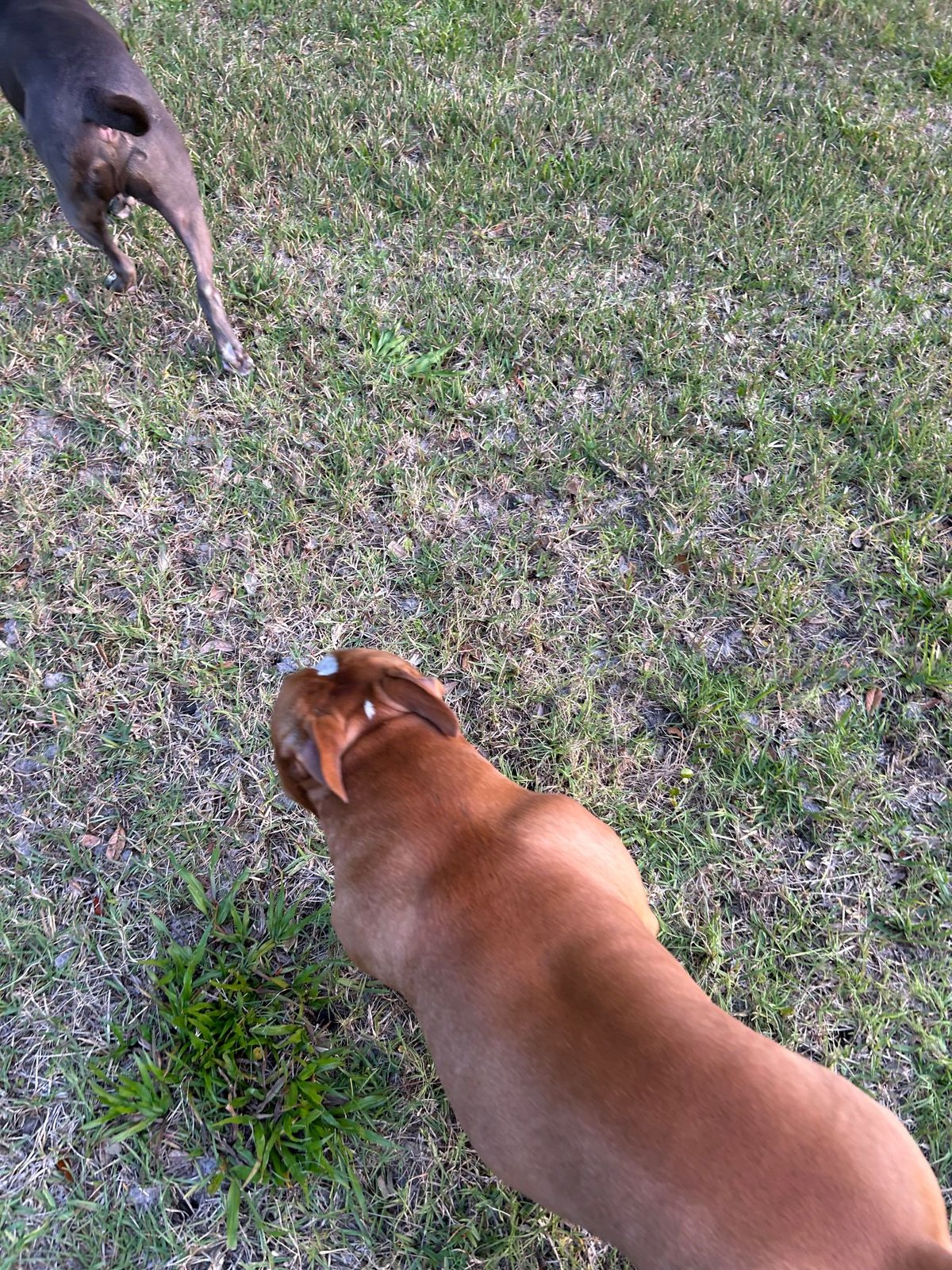 Found Dog in Spring Hill — listing photo