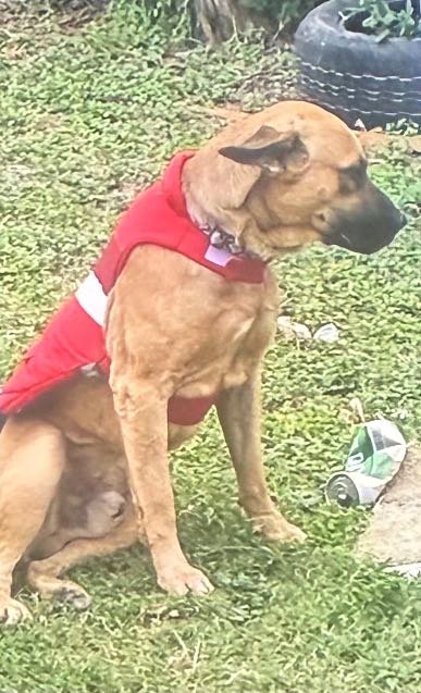 Lost Dog in Alamo — listing photo