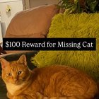 Lost Cat in Denver, Colorado — listing photo