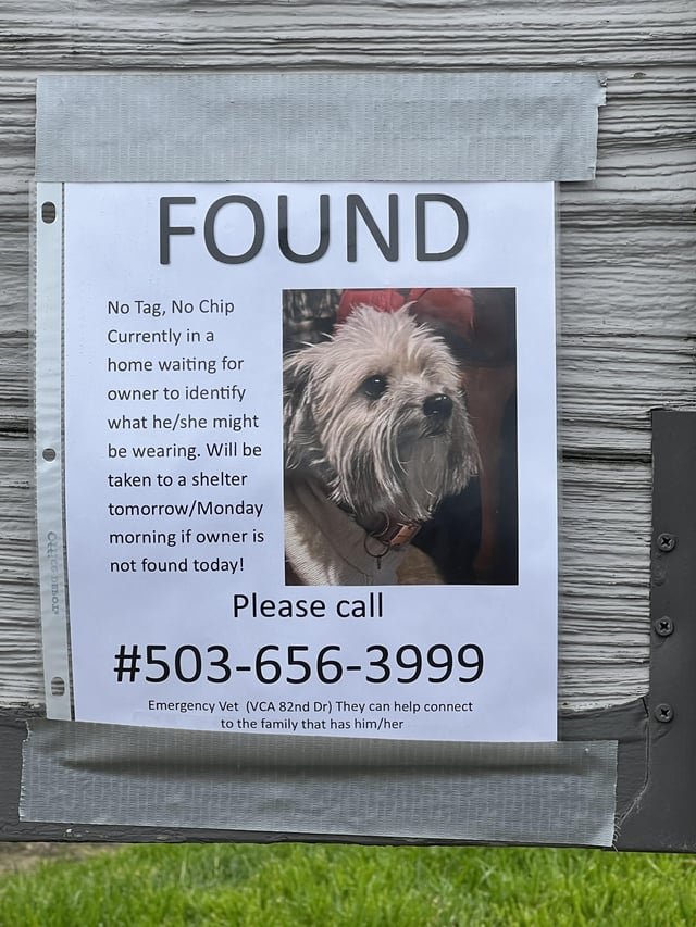 Found Dog in Portland, Oregon — listing photo
