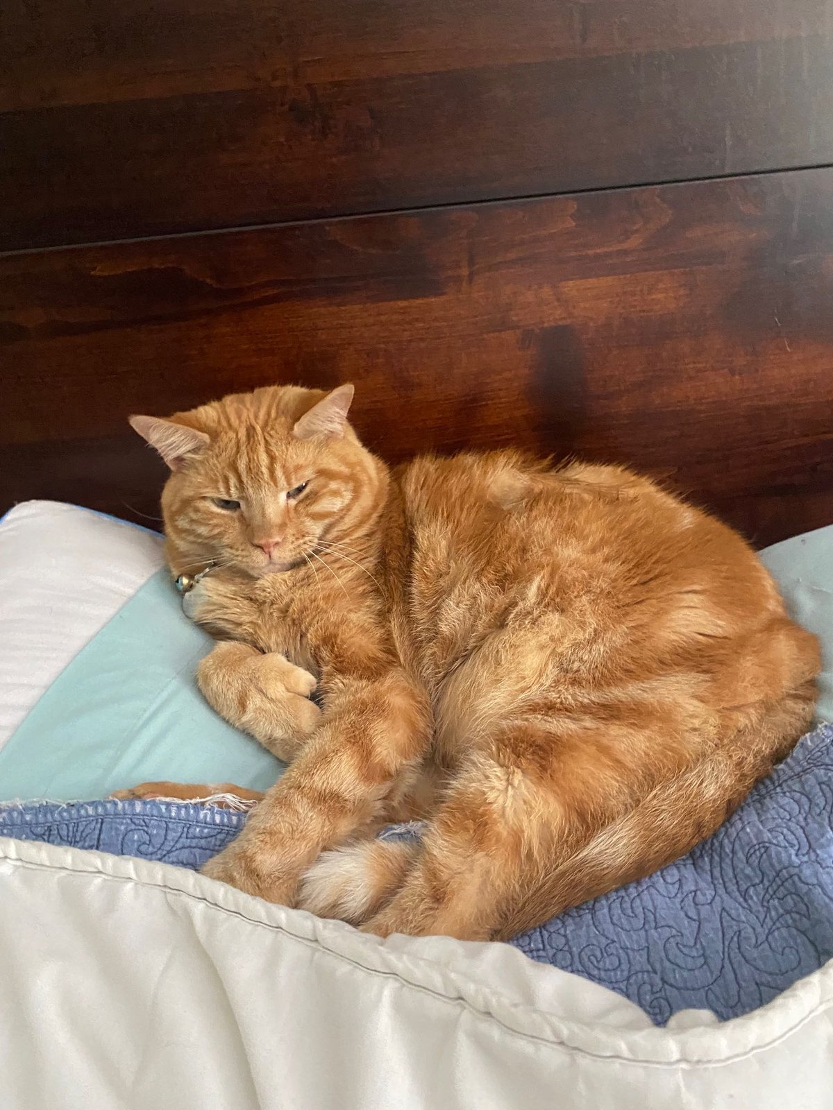 Lost Cat in Green Cove Springs — listing photo