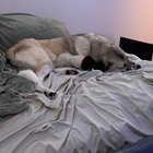 lost dog in Bellingham, Washington